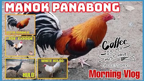 manok panabong breed|Manok Panabong Breeding Pen .